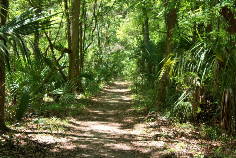 Footpath in the Jungle